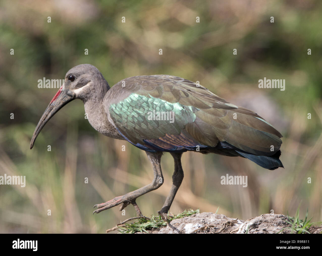 (Bostrychia hagedash Ibis hagedash) Banque D'Images