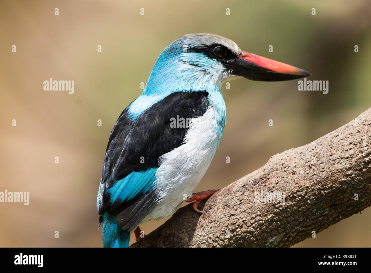 Blue-breasted Kingfisher (Halcyon malimbica) Banque D'Images