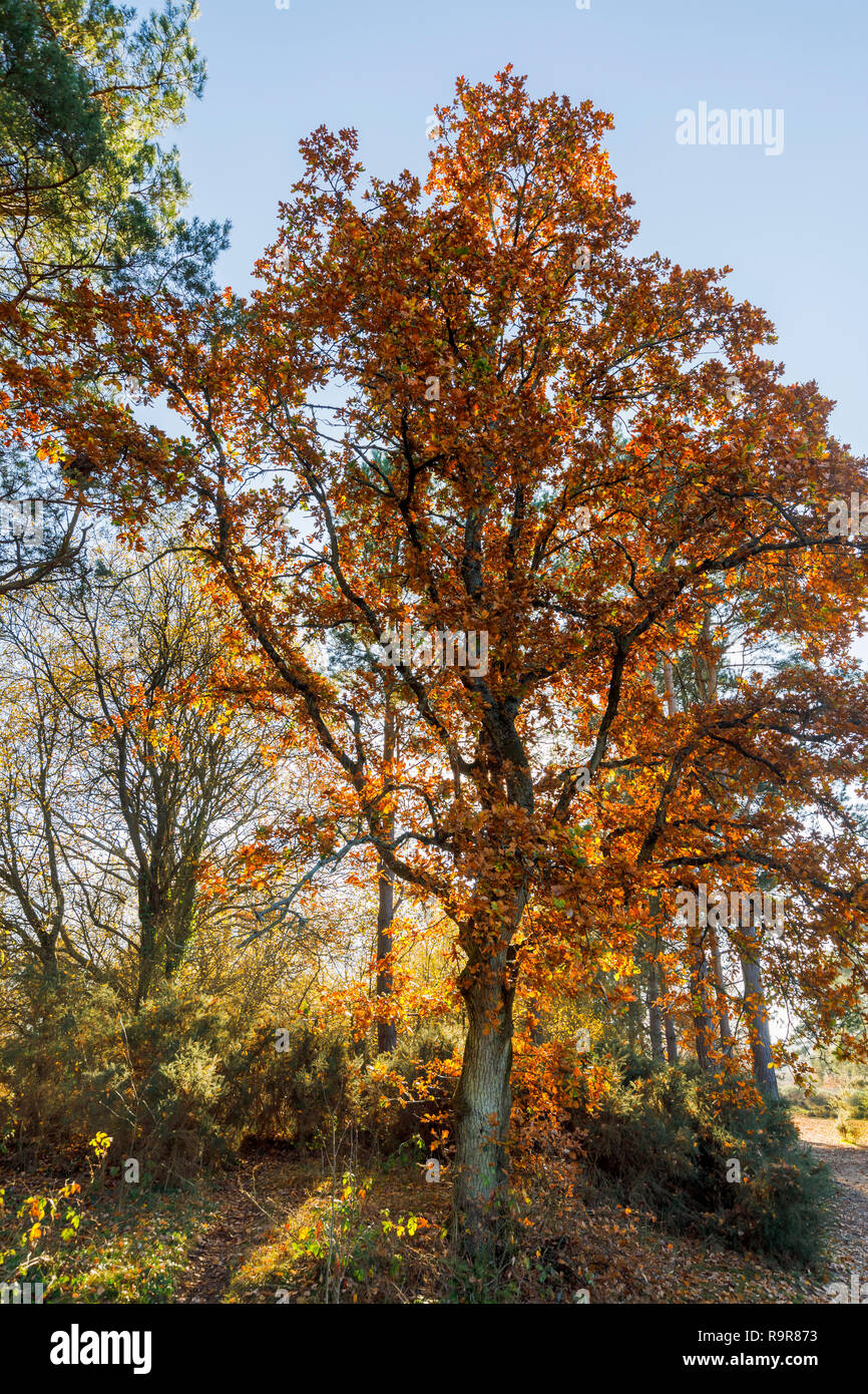 Arbre de chêne rétroéclairé (Quercus robur) en couleurs de l'automne doré, Frensham Little Pond, Farnham, Surrey, au sud-est de l'Angleterre, dans l'après-midi sur une journée ensoleillée Banque D'Images