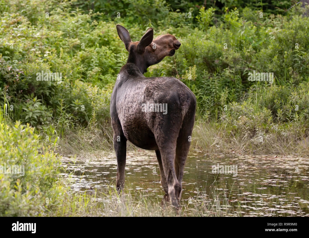 Les Orignaux (Alces alces) pâturage dans le parc Algonquin, le Canada au printemps Banque D'Images