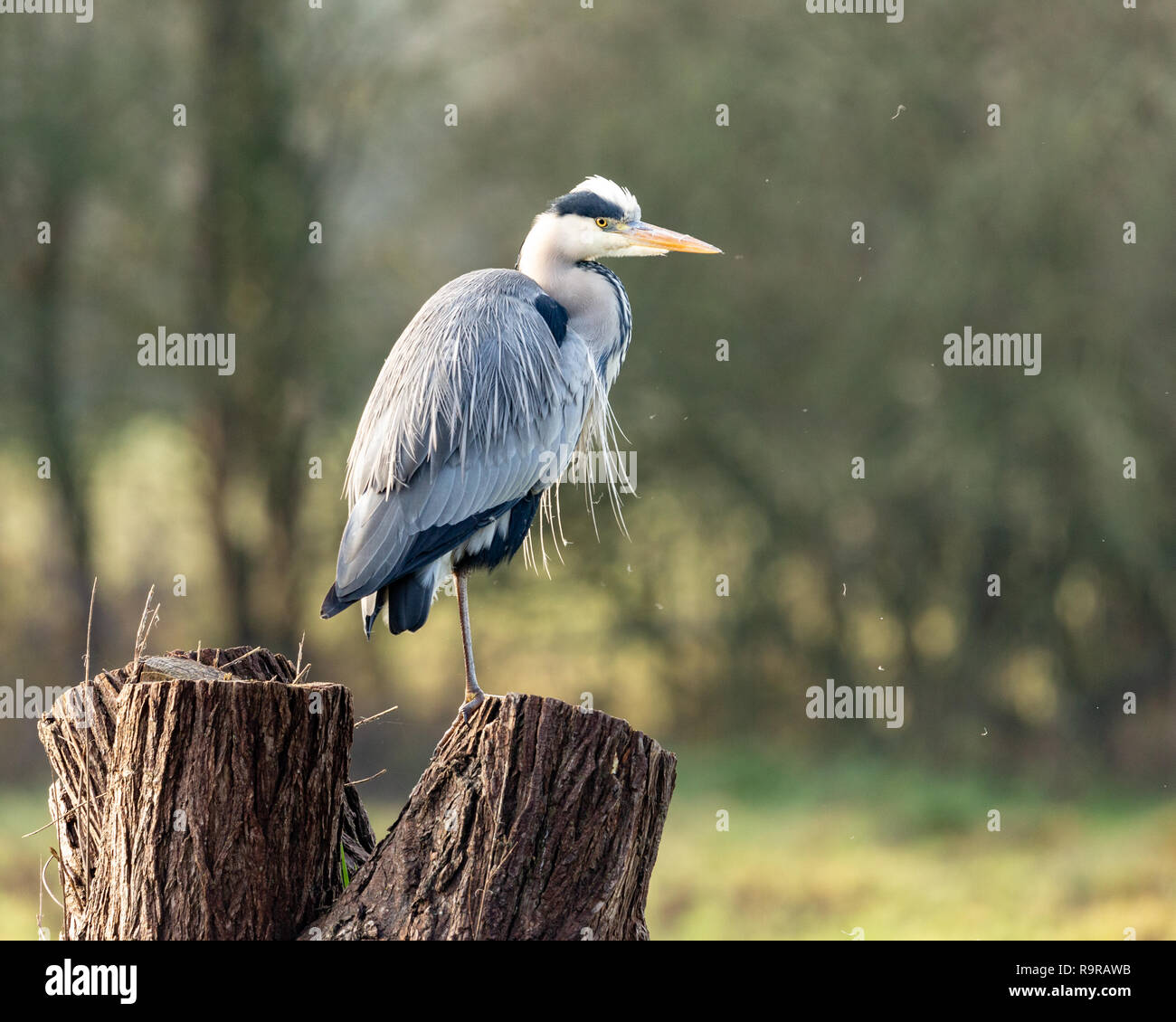 Héron cendré Ardea cinerea, perché sur une souche d'arbre Banque D'Images