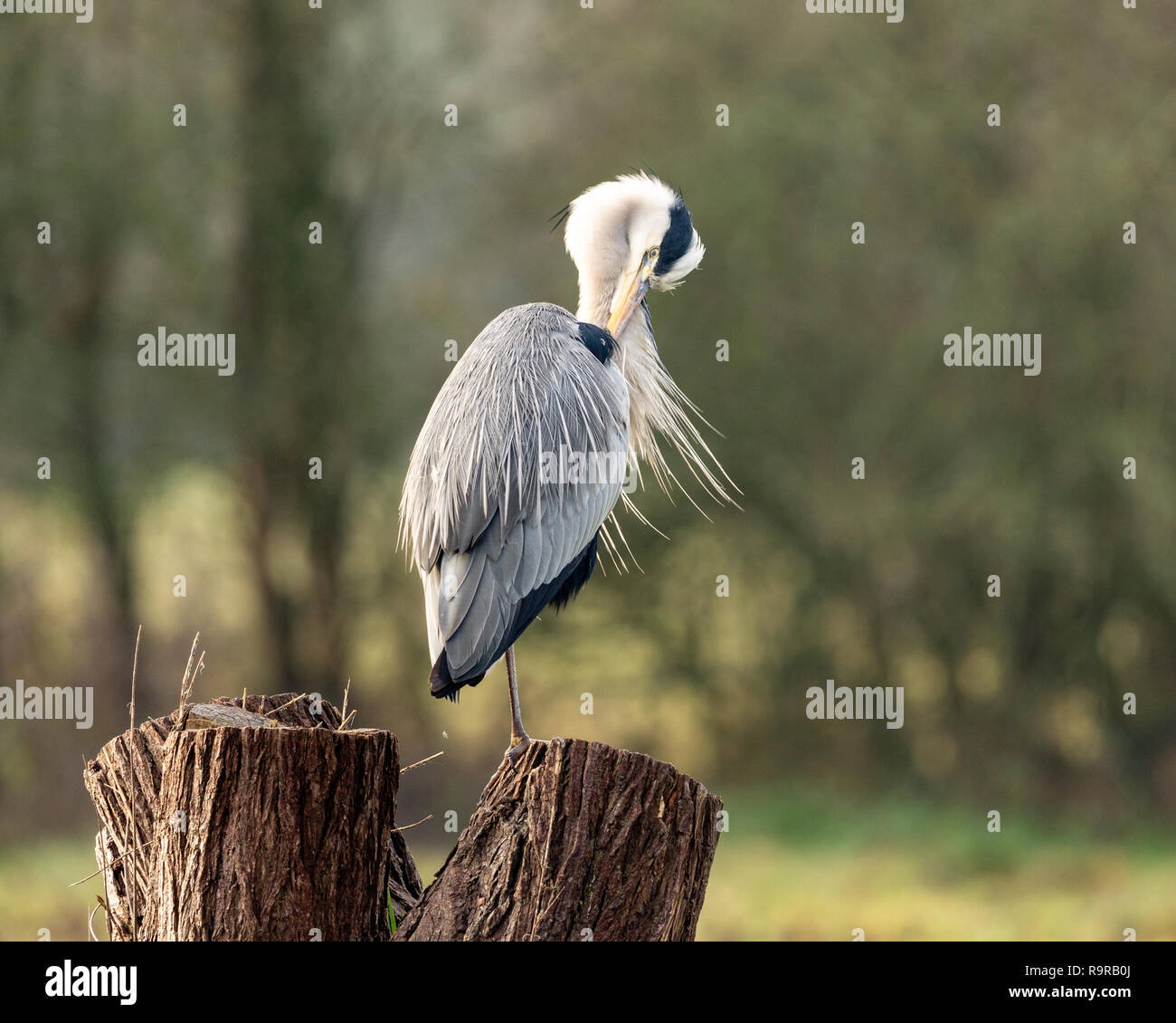 Héron cendré Ardea cinerea, tout en se lissant perché sur une souche d'arbre Banque D'Images