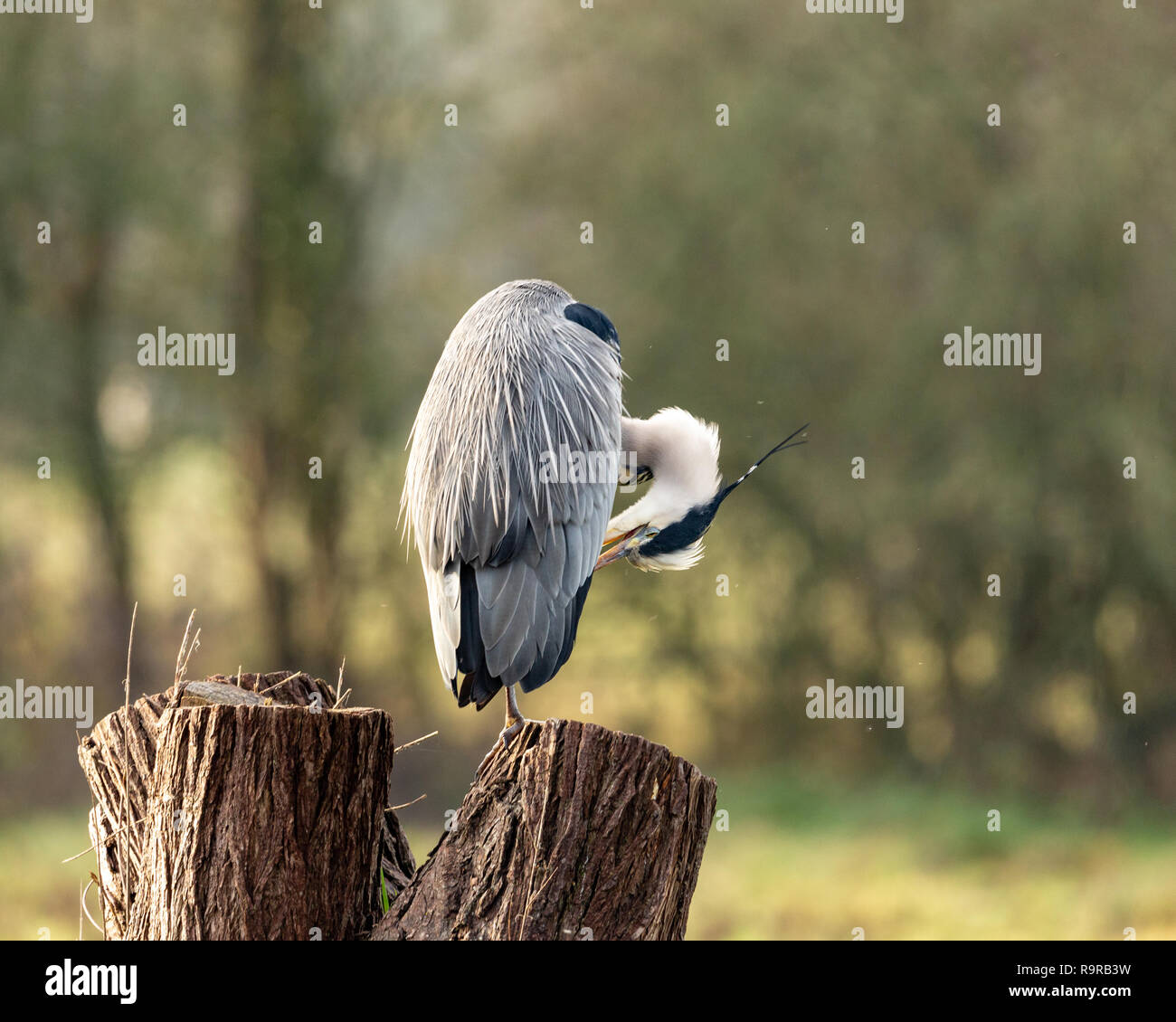 Héron cendré Ardea cinerea, tout en se lissant perché sur une souche d'arbre Banque D'Images