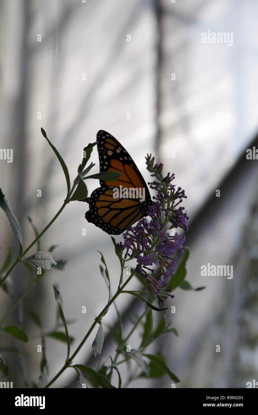 Une orange, noir et blanc papillon aux ailes repliées assis sur une délicate fleur pourpre, d'un rétro-éclairage par lumière grise Banque D'Images