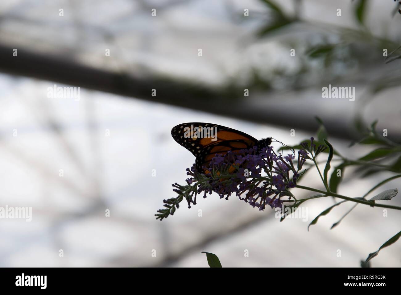 Une orange, noir et blanc papillon aux ailes repliées assis sur une délicate fleur pourpre, d'un rétro-éclairage par lumière grise Banque D'Images