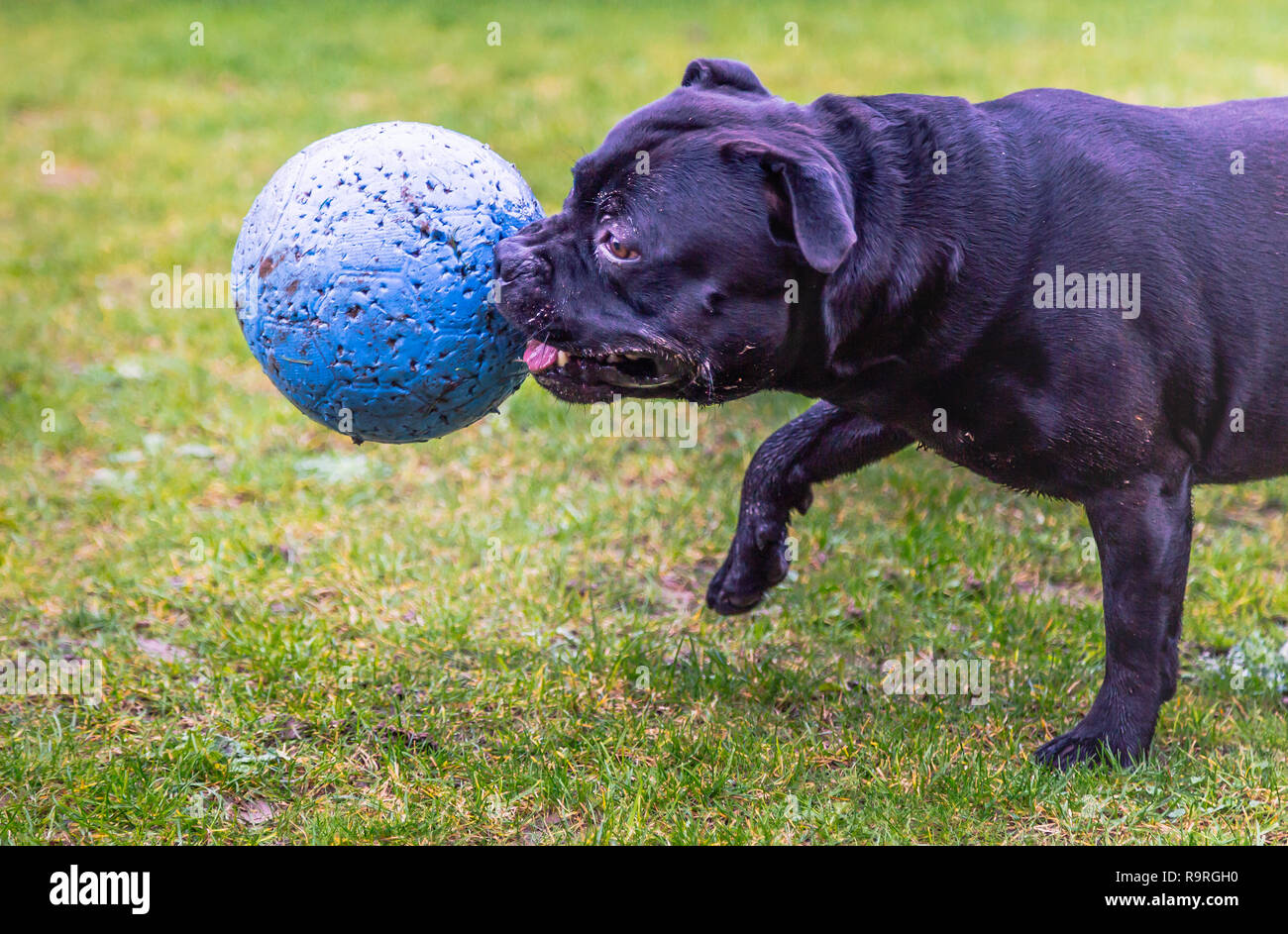Staffordshire Bull Terrier chien courir et jouer sur l'herbe boueuse avec une grande boule bleue dans sa bouche Banque D'Images