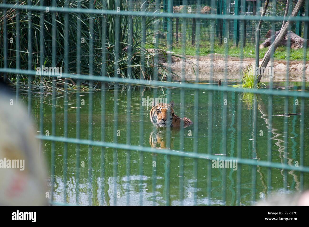 Un tigre nage dans un lac dans un zoo, regardant la caméra à travers les barreaux de son enclos Banque D'Images