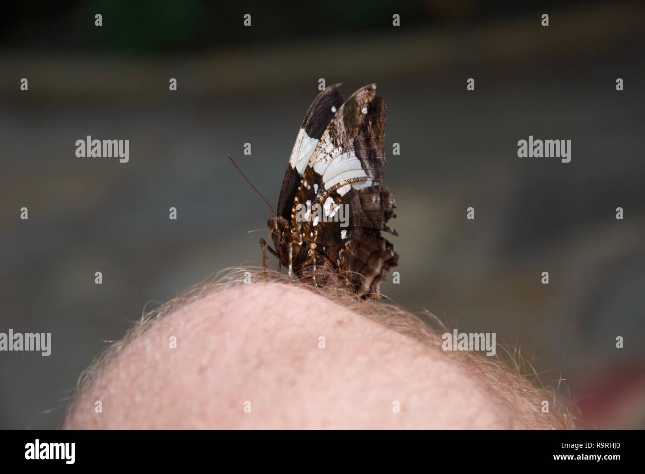 Un papillon brun et blanc est assis sur le genou du photographe avec les ailes pliées Banque D'Images