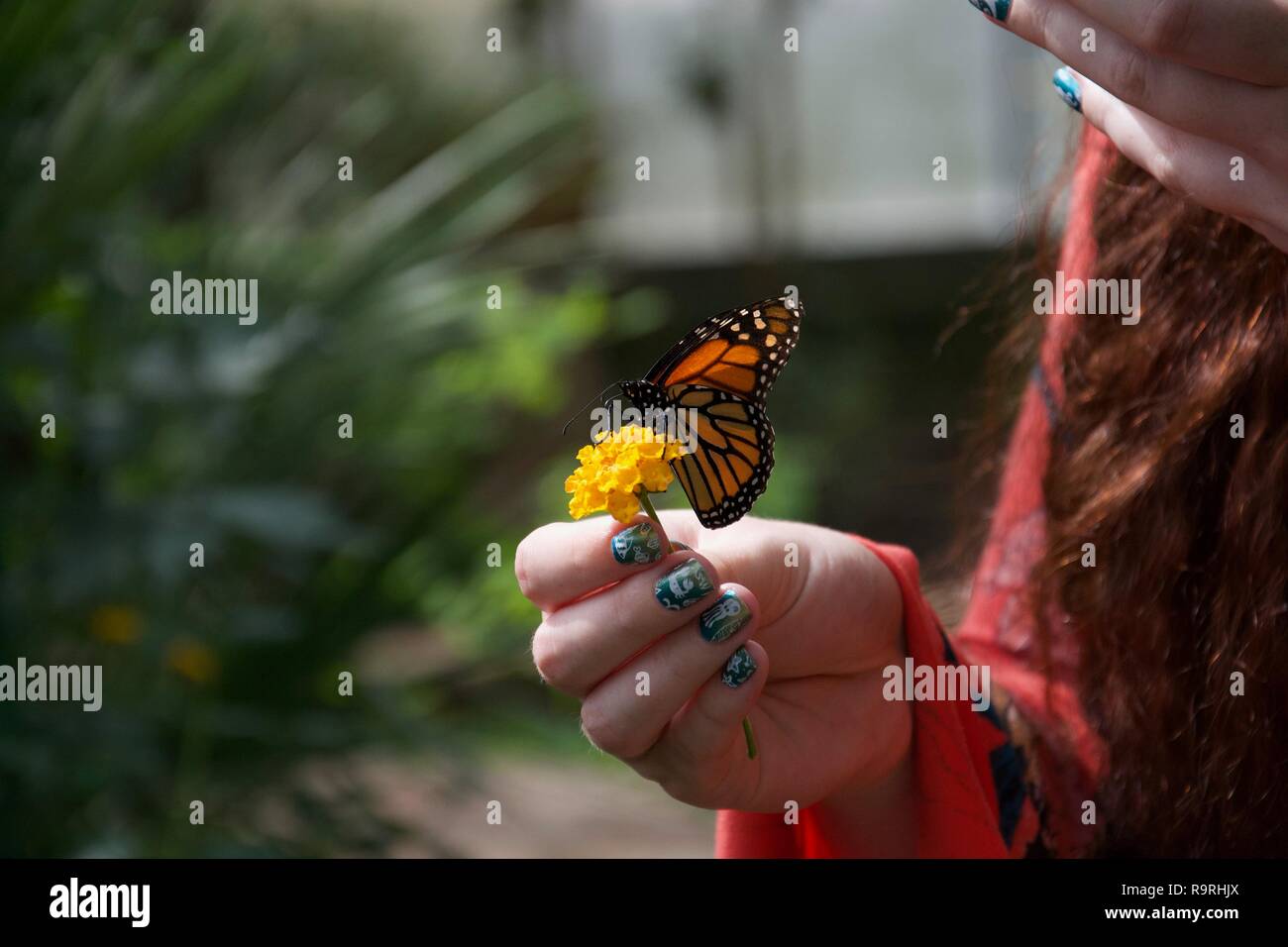 Une dame avec des ongles peints est titulaire d'une petite fleur jaune avec une orange, jaune, noir et blanc perché sur papillon avec ailes fermées Banque D'Images