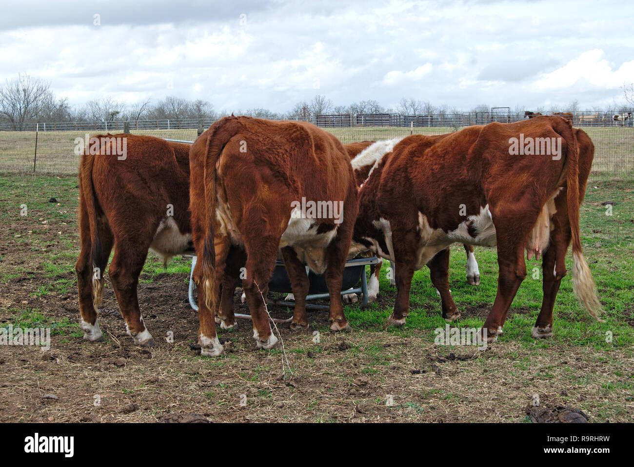 Petit troupeau de vaches dans les pâturages brun burford nourrir Banque D'Images