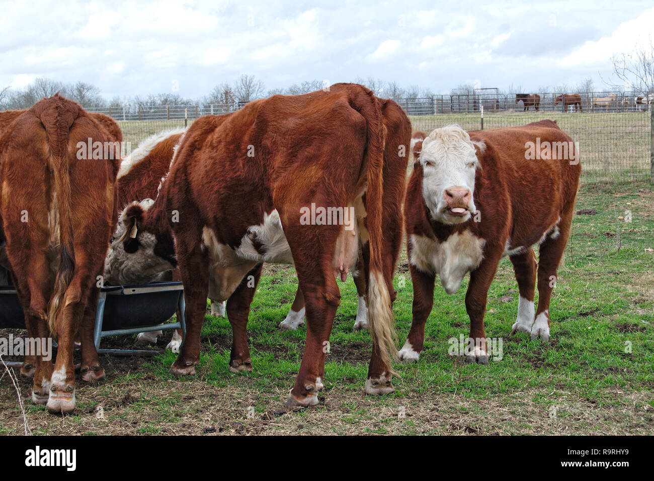 Petit troupeau de vaches dans les pâturages brun burford nourrir Banque D'Images