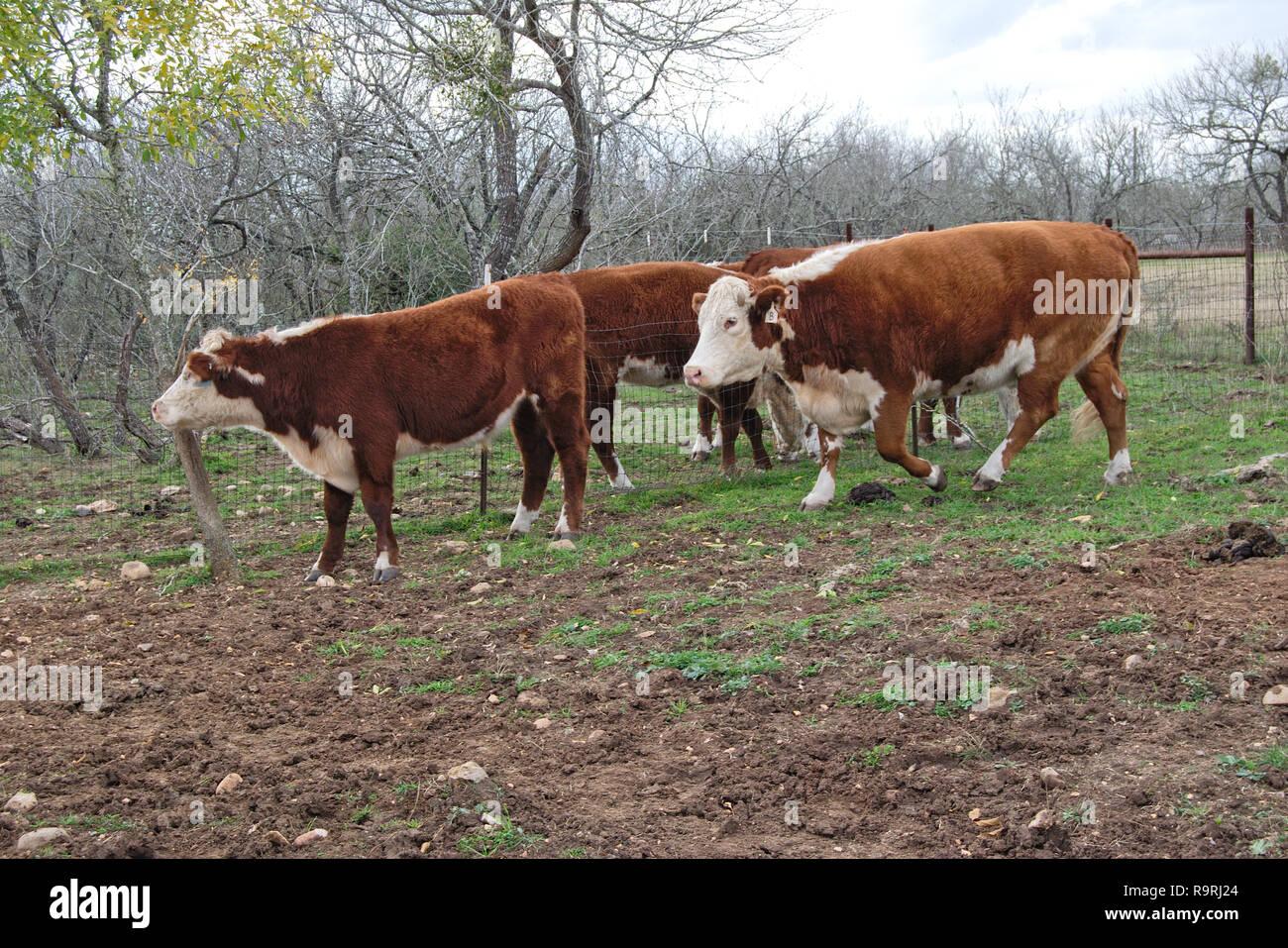 Petit troupeau de vaches dans les pâturages brun burford nourrir Banque D'Images