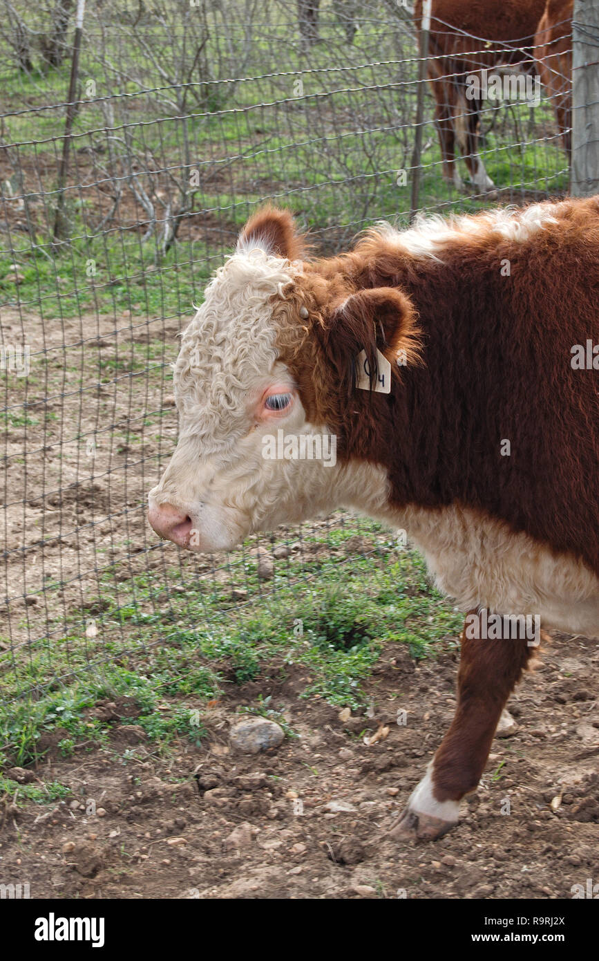 Petit troupeau de vaches dans les pâturages brun burford nourrir Banque D'Images