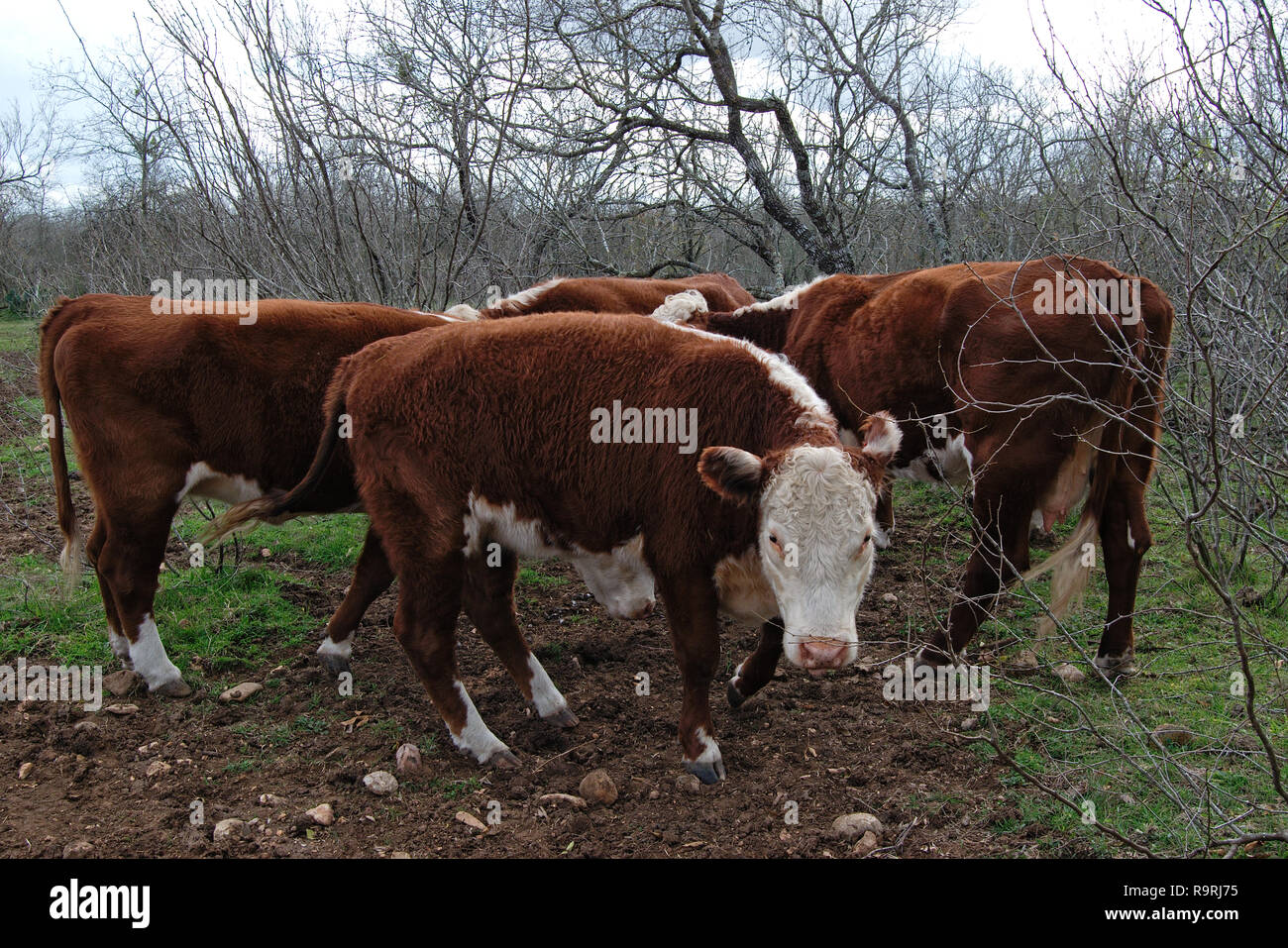 Petit troupeau de vaches dans les pâturages brun burford nourrir Banque D'Images