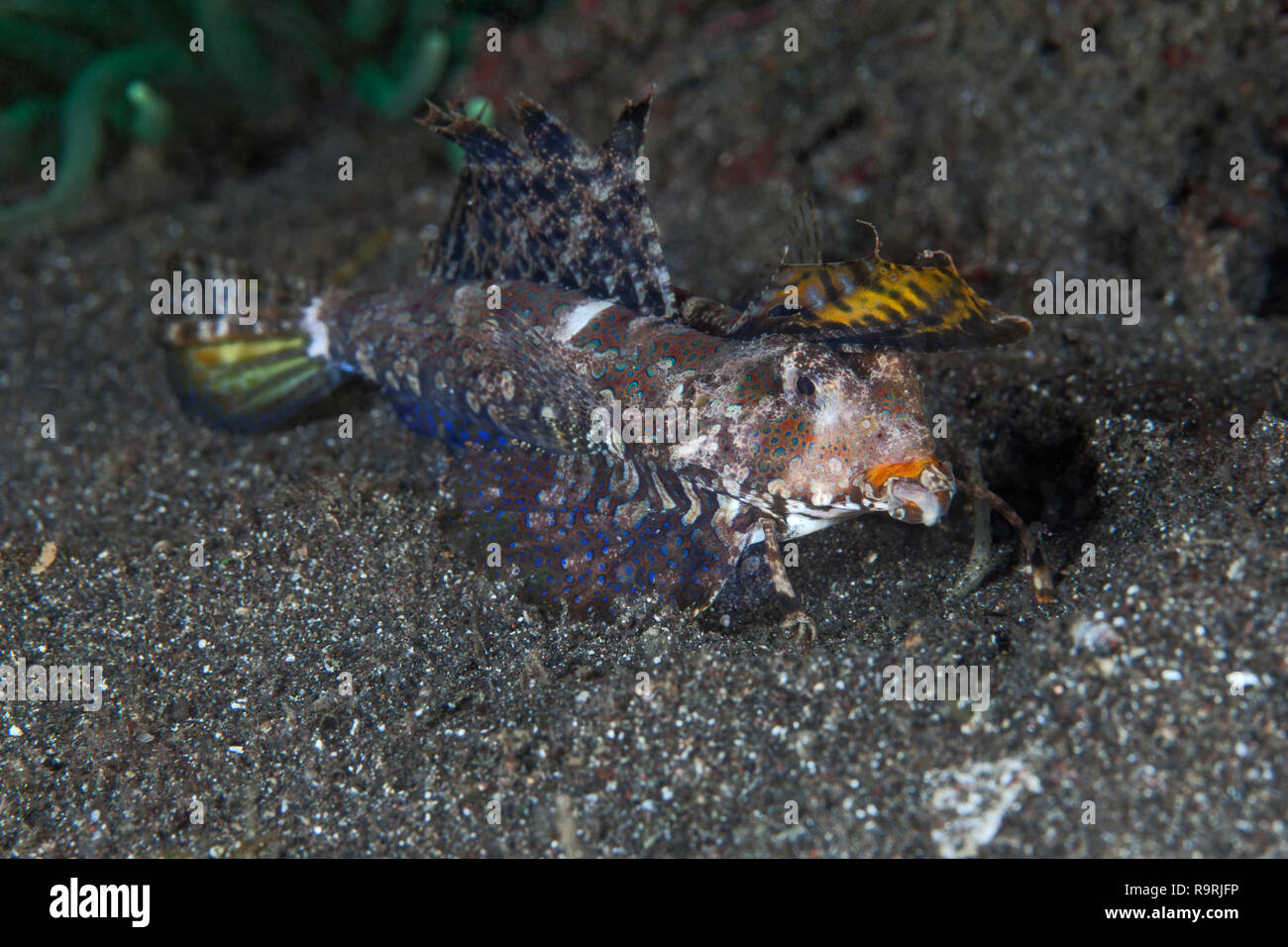 (Dactylopus dragonet Fingered dactylopus) se nourrissant sur le fond marin dans le Détroit de Lembeh (Indonésie). Banque D'Images