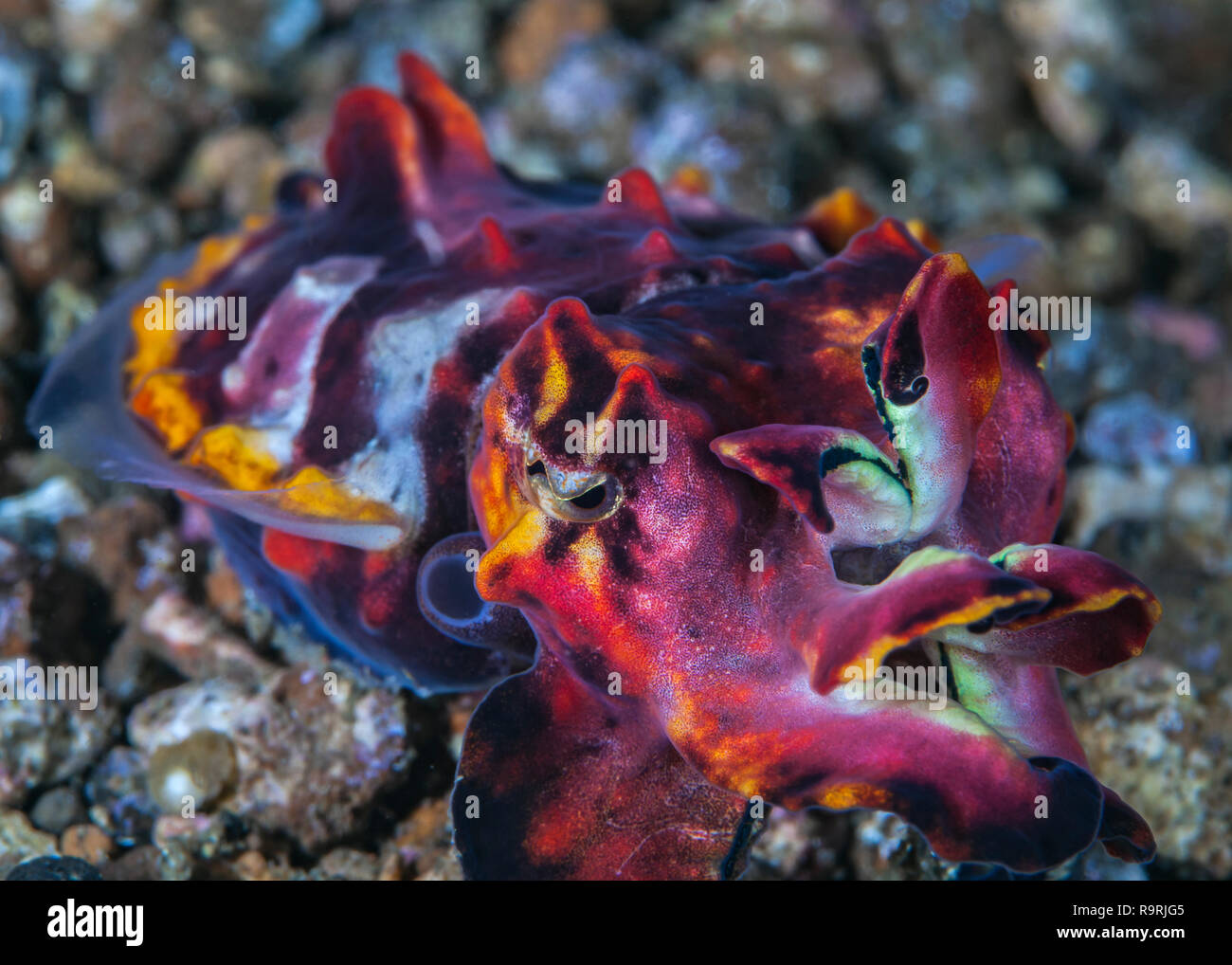 Supermacro de droit d'échapper à la seiche (Metasepia pfefferi flamboyant). Détroit de Lembeh (Indonésie). Banque D'Images