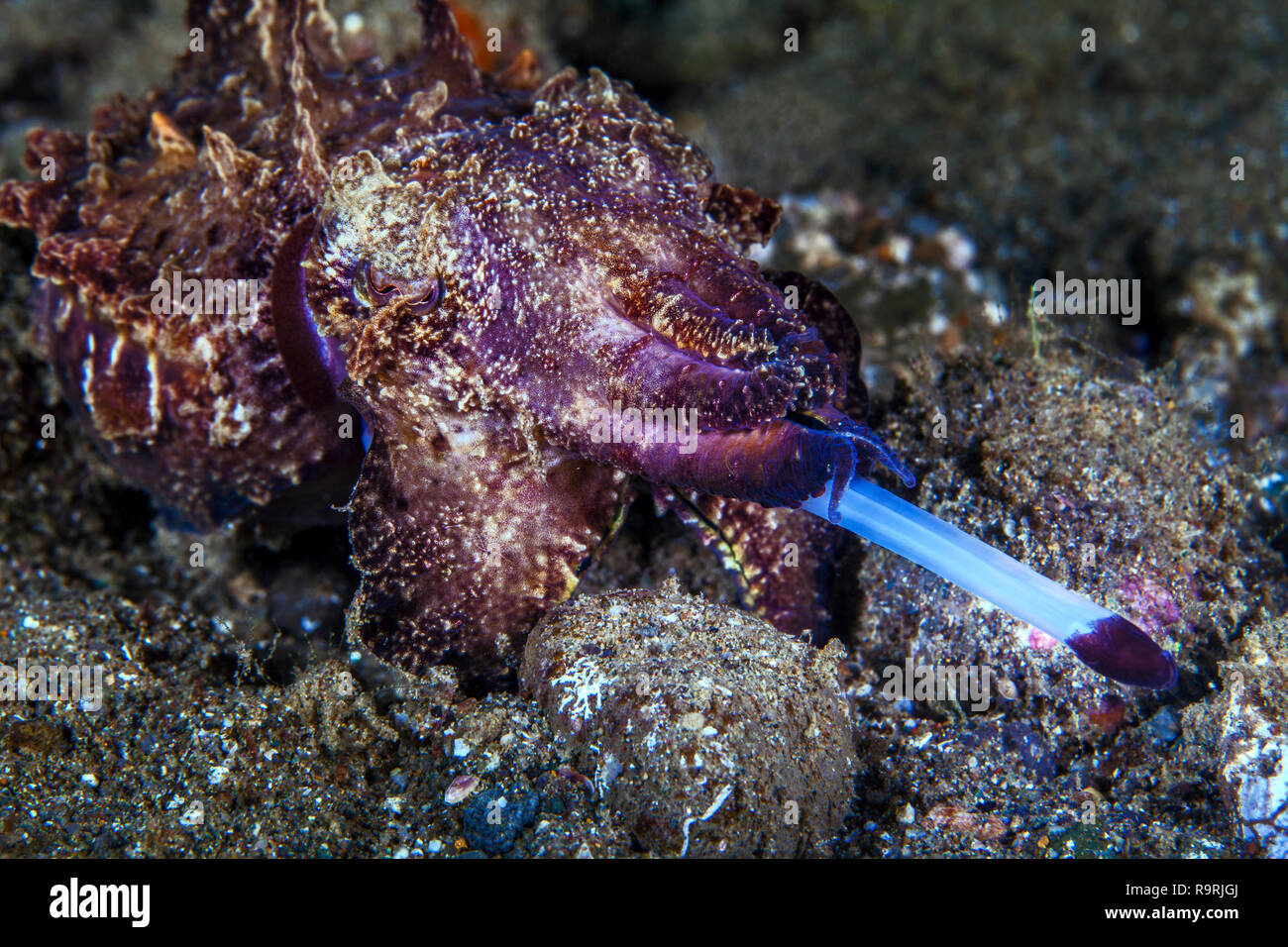 La seiche flamboyante (Metasepia pfefferi) alimente en tirant son proboscis laser. La baie d'Ambon, en Indonésie. Banque D'Images