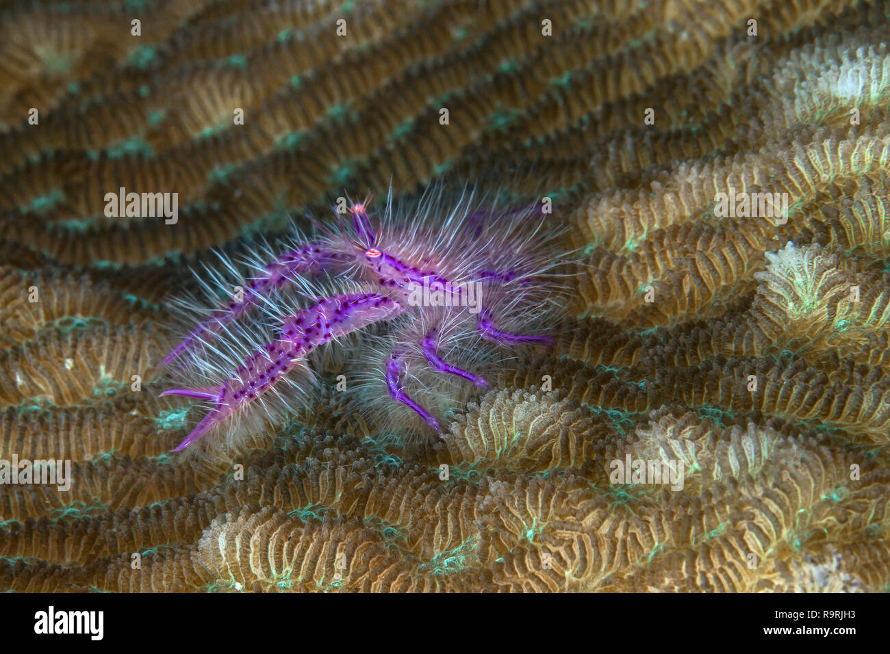Close up image d'un squat velu (homard Lauriea siagiani) comme il scurries dans coral à la recherche de la couverture. Banque D'Images