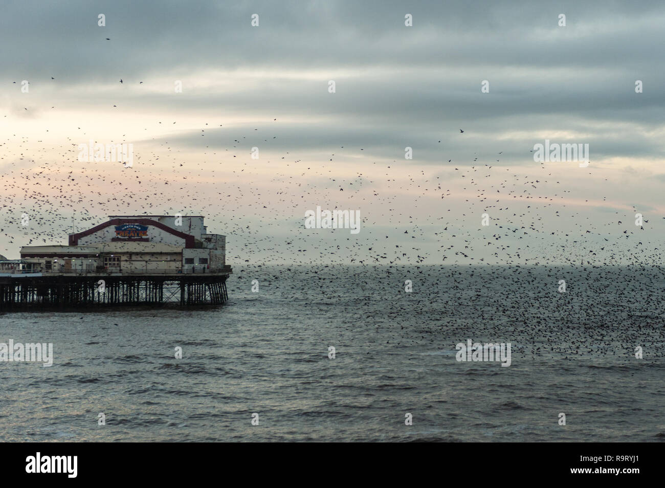 Blackpool, Royaume-Uni. 28 Dec, 2018. Des milliers d'étourneaux volent en murmurations autour de Blackpool North Pier , avant de se percher pour la nuit sur la jetée des jambes. Credit : Andy Gibson/Alamy Live News. Banque D'Images