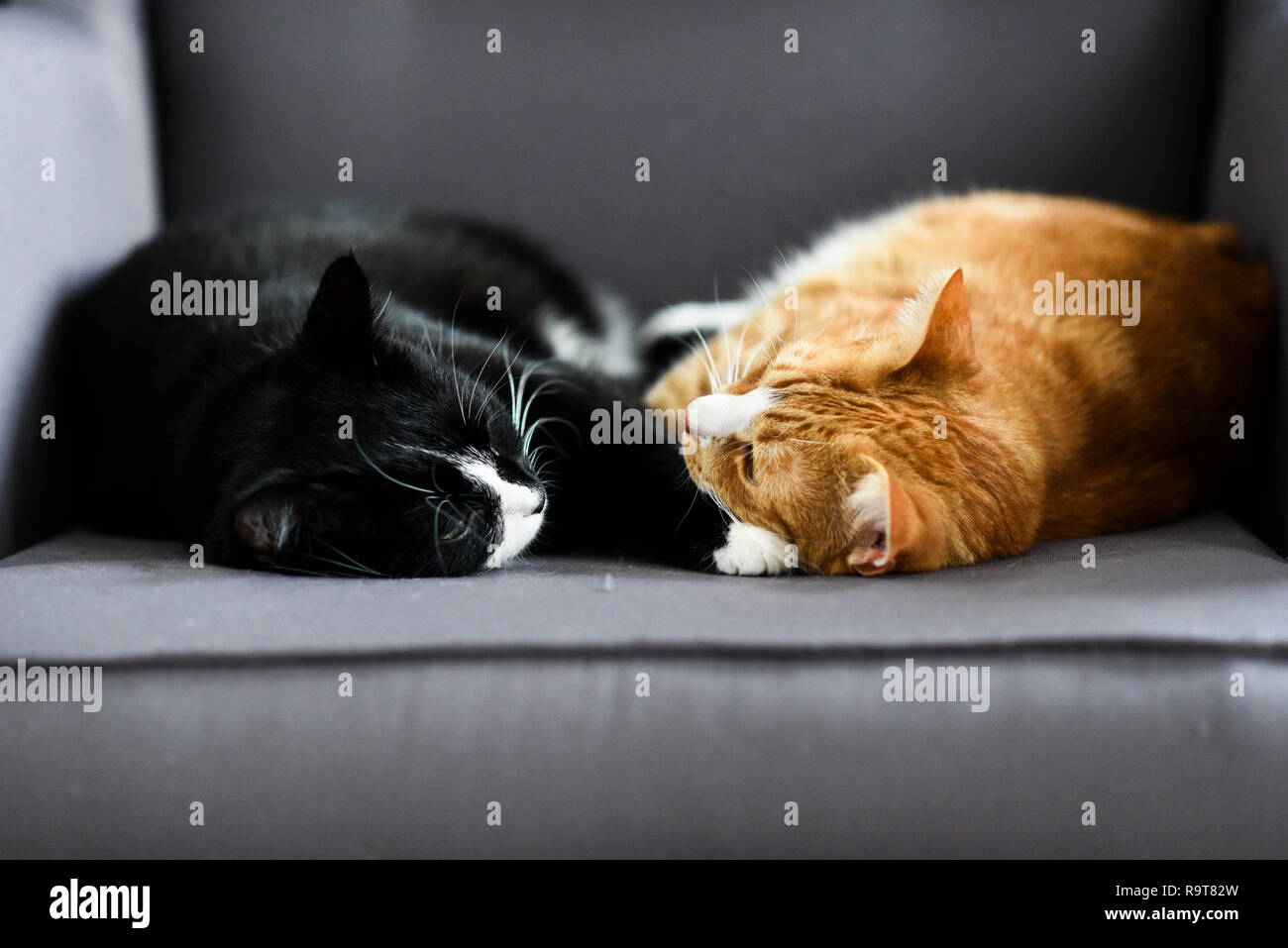 Deux chats câlins ensemble sur une chaise à la maison. Banque D'Images
