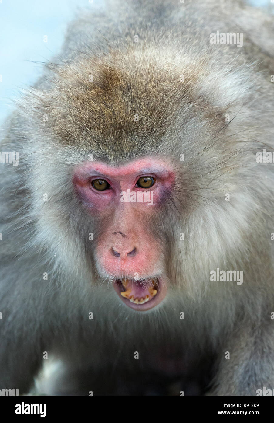 Macaque japonais avec la bouche ouverte. Close up portrait. Le macaque japonais ( Nom scientifique : Macaca fuscata), également connu sous le nom de snow monkey. H naturel Banque D'Images