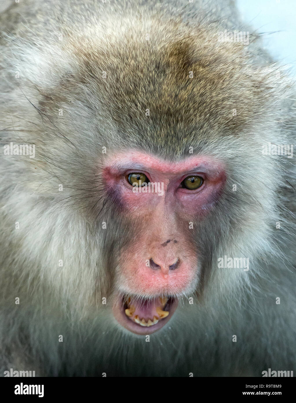 Macaque japonais avec la bouche ouverte. Close up portrait. Le macaque japonais ( Nom scientifique : Macaca fuscata), également connu sous le nom de snow monkey. H naturel Banque D'Images