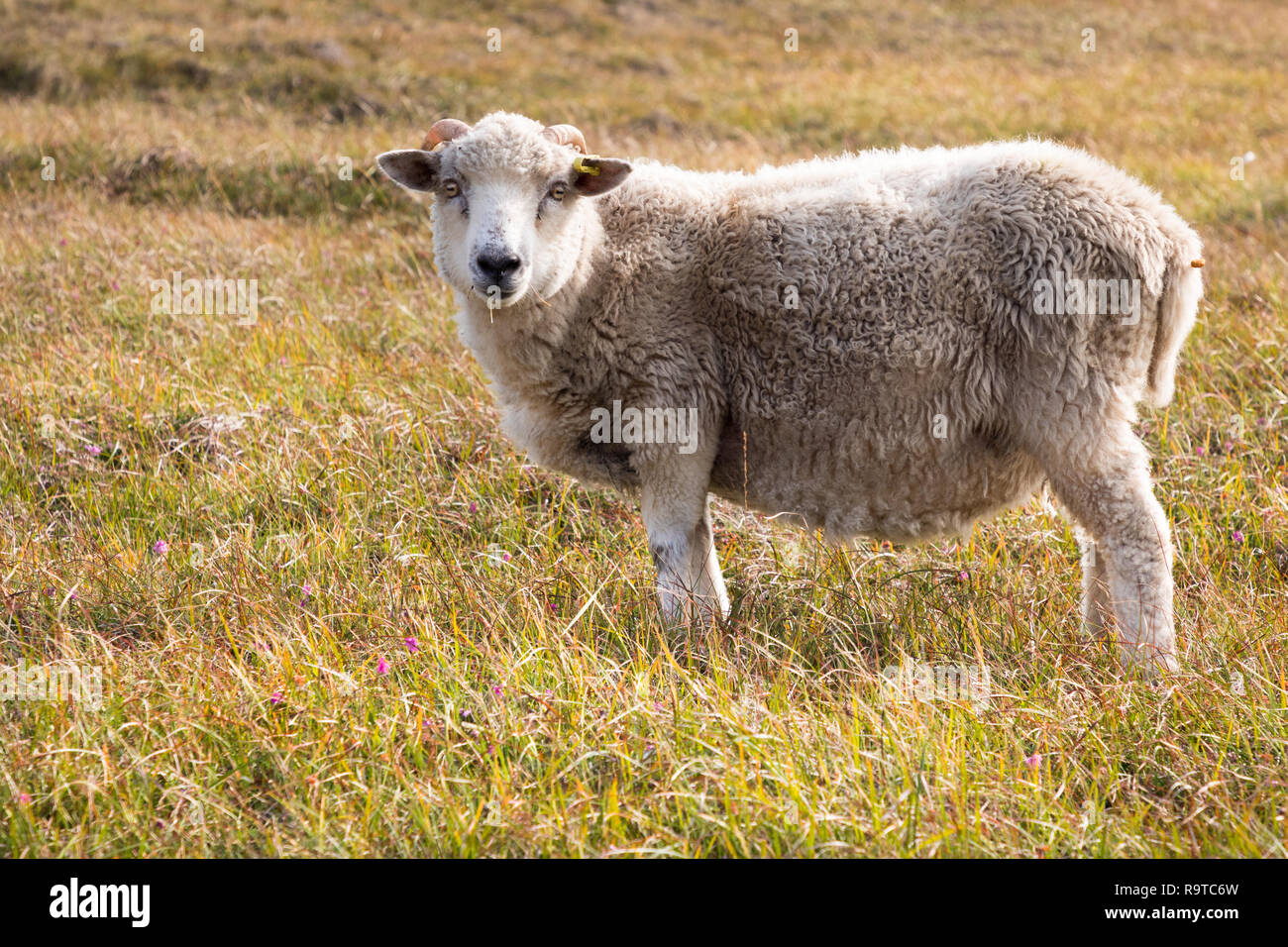 Moutons en Shetland Banque D'Images