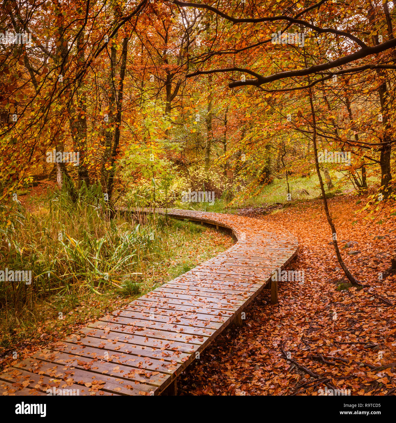 Un jour d'automne pluie avec sol enneigé couvert au cours de la feuilles dorées votre œil à la suite de la promenade - bien que les bois des chemins Banque D'Images