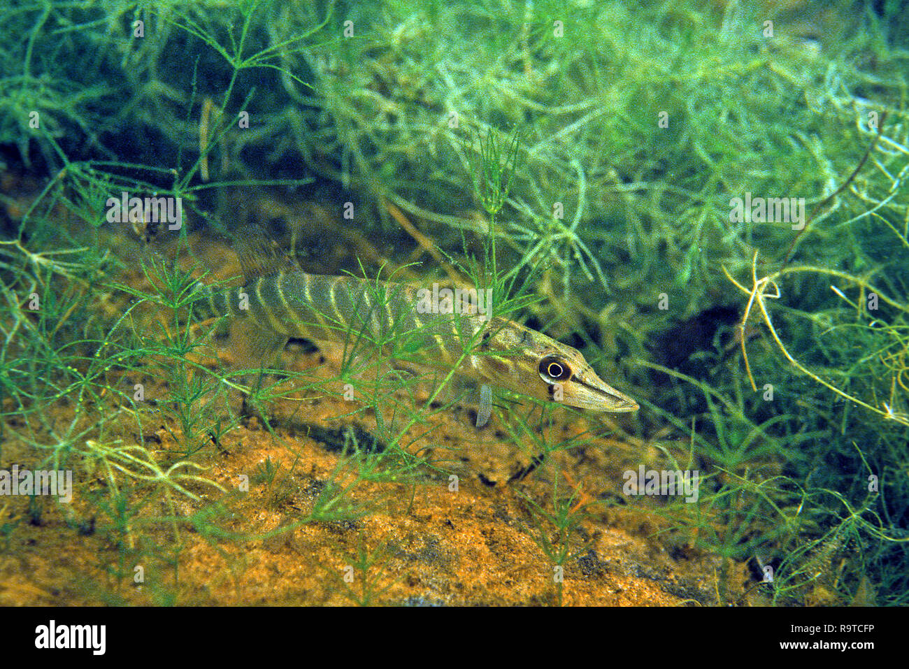 Le grand brochet (Esox lucius), qui se cache entre les plantes de l'eau pour la proie, le lac Grundl, Salzkammergut, Autriche Banque D'Images