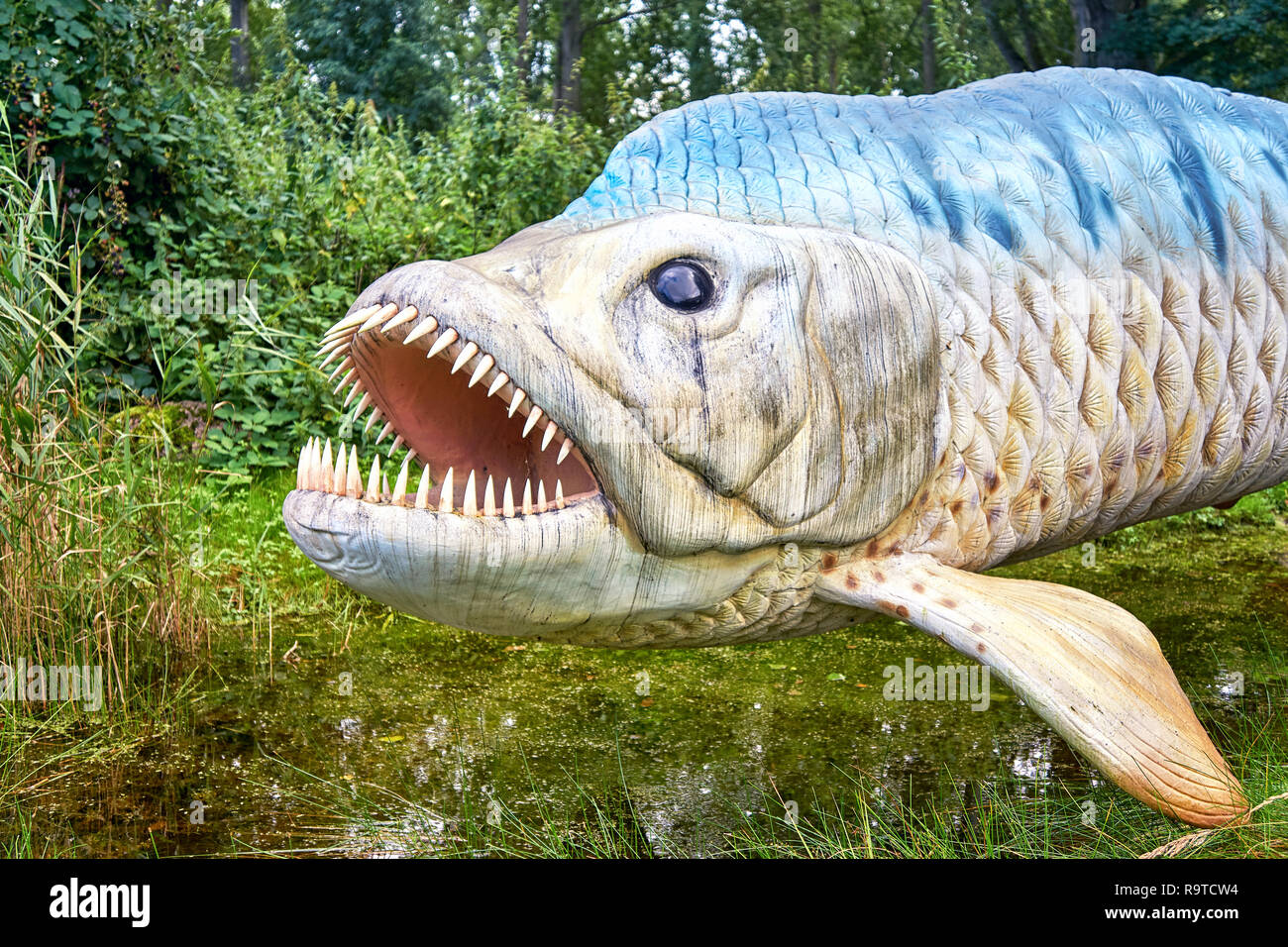 Dents de poisson pointues Banque de photographies et d'images à haute  résolution - Alamy
