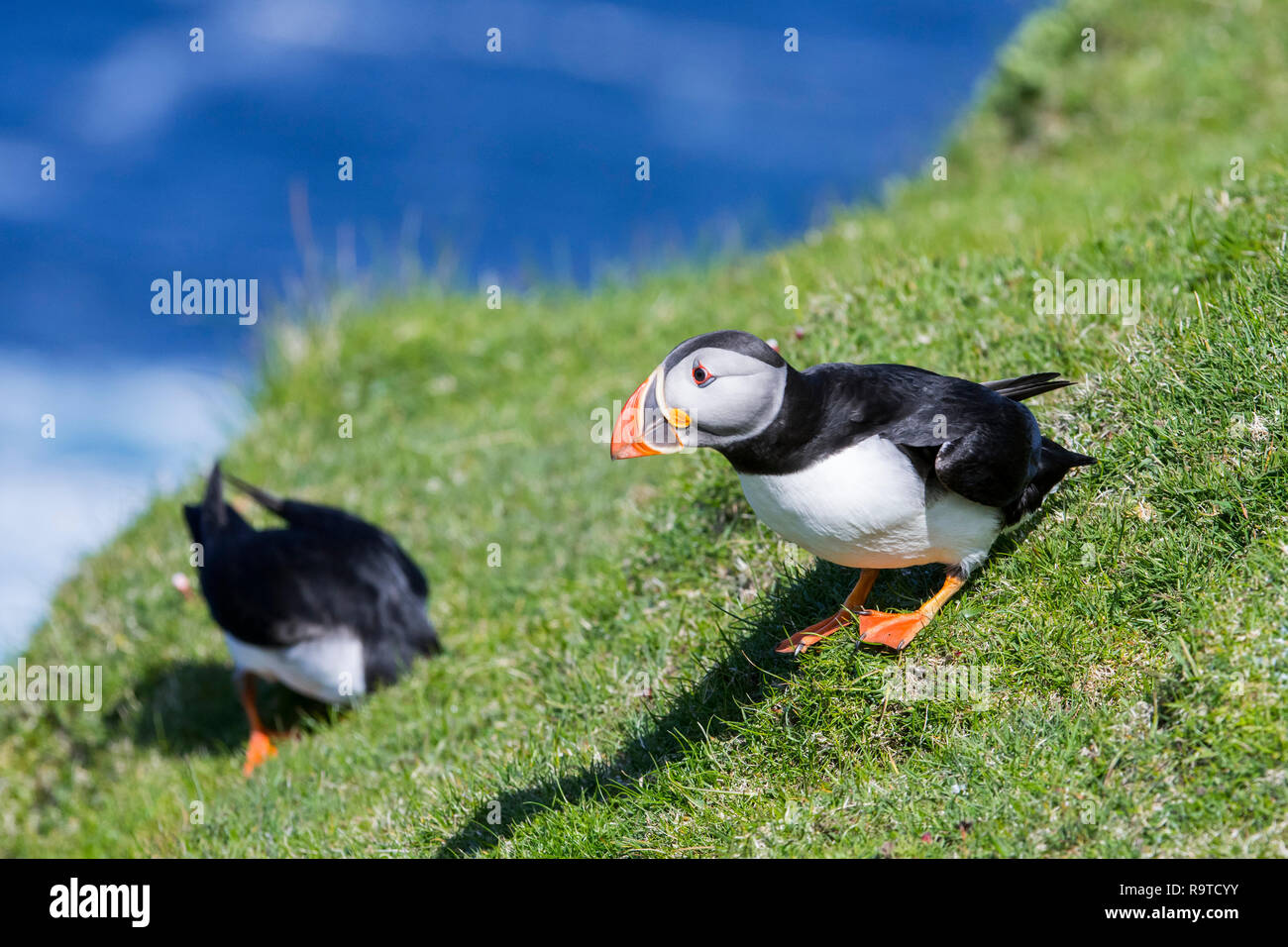 Deux macareux moine (Fratercula arctica) entrer dans le terrier sea cliff top en colonie d'oiseaux, Hermaness, Unst, Shetland, Scotland, UK Banque D'Images
