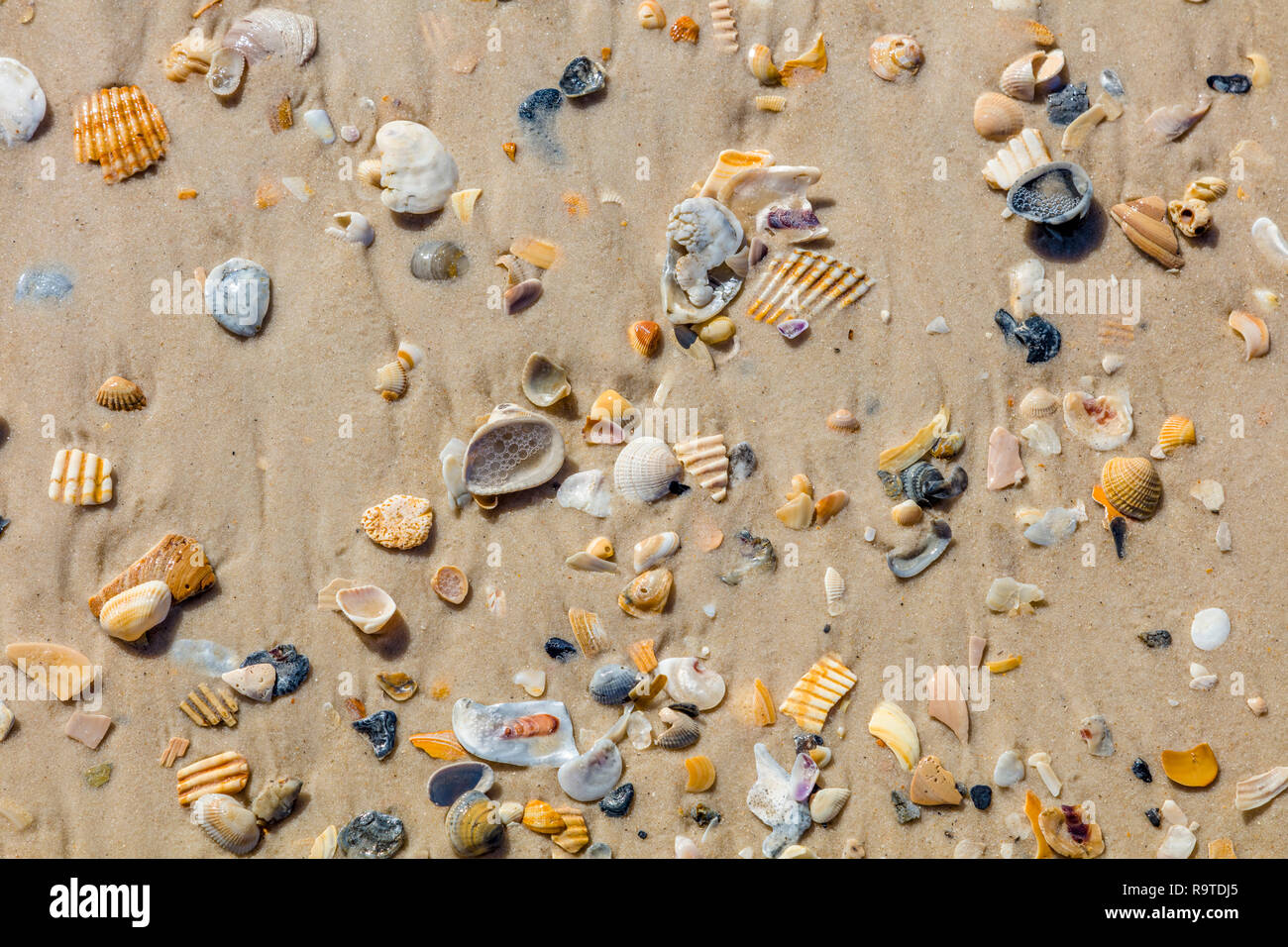 Close up d'obus sur la plage du golfe du Mexique sur St George Island, en Floride aux États-Unis Banque D'Images