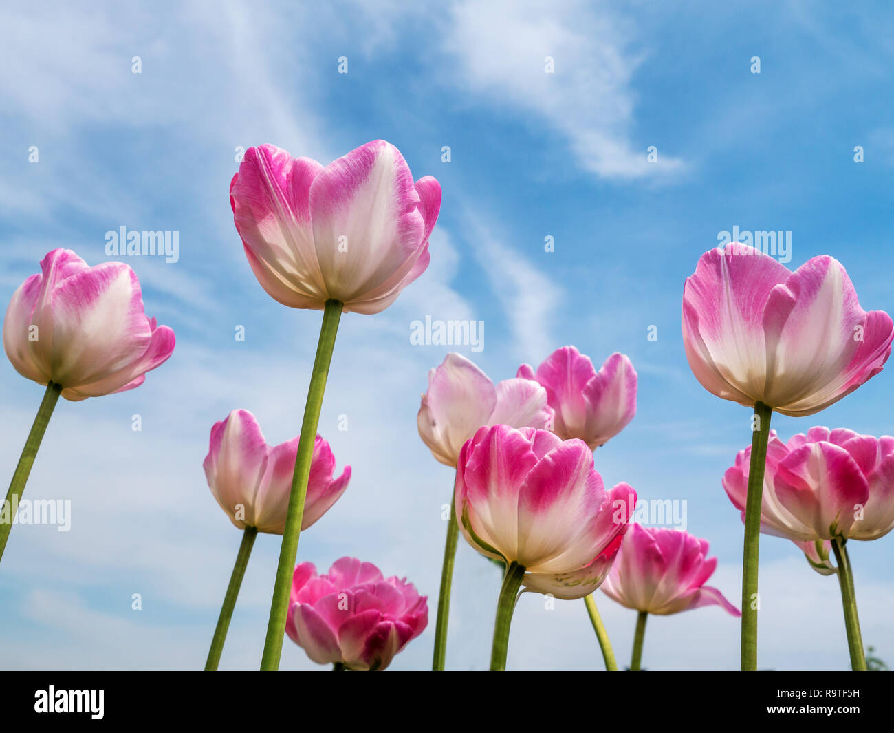 Bouquet de tulipes rouges et blancs tourné plus de ciel bleu Banque D'Images