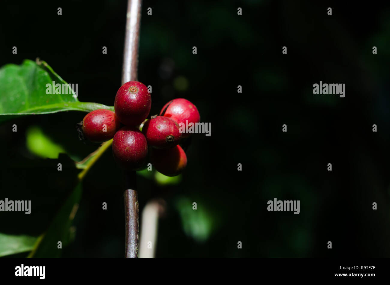 La direction générale de l'Arabica Banque D'Images