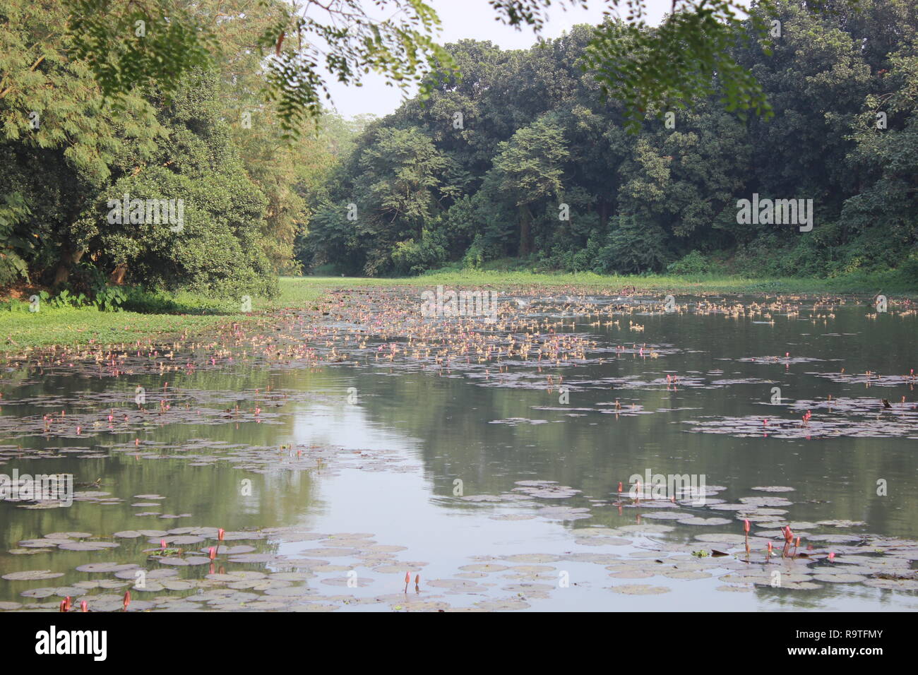 L'université de Jahangirnagar Lake Banque D'Images