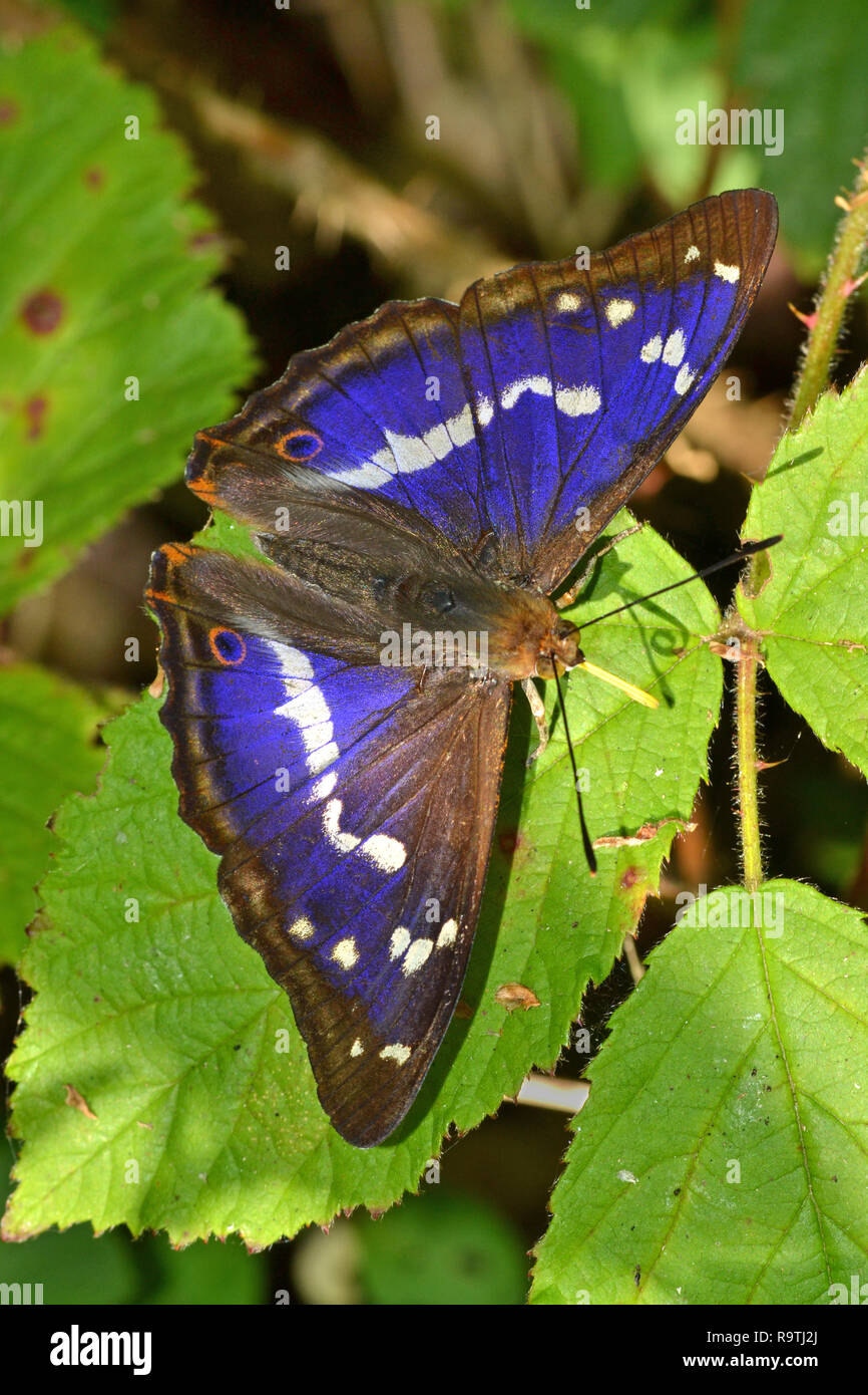 Purple Emperor papillon, Apatura Iris, à Fermyn Woods, Northamptonshire, Angleterre Banque D'Images