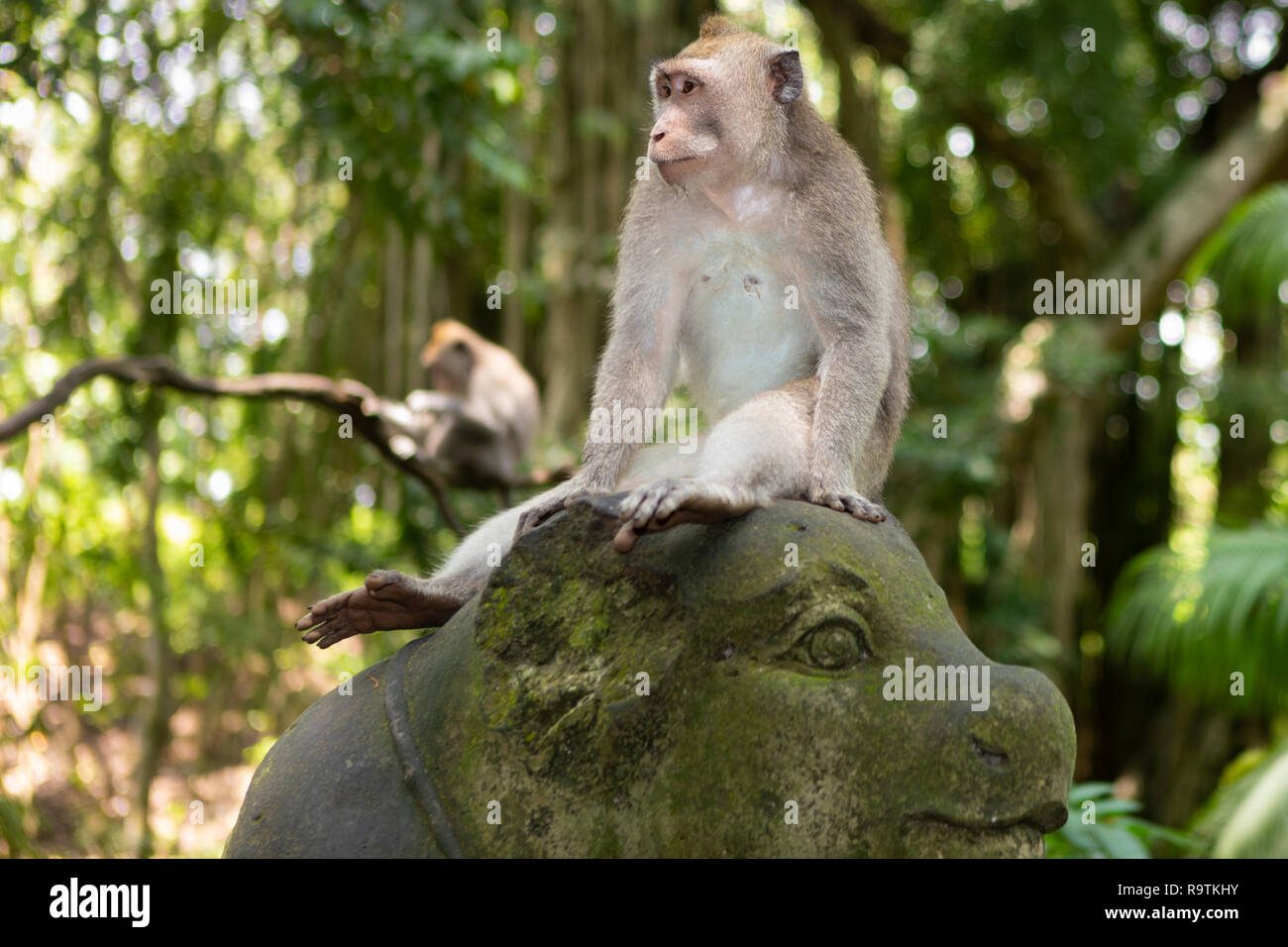 Portrait d'un Long-Tailed singe dans la forêt des singes sacrés à Ubud, Bali, Indonésie Banque D'Images