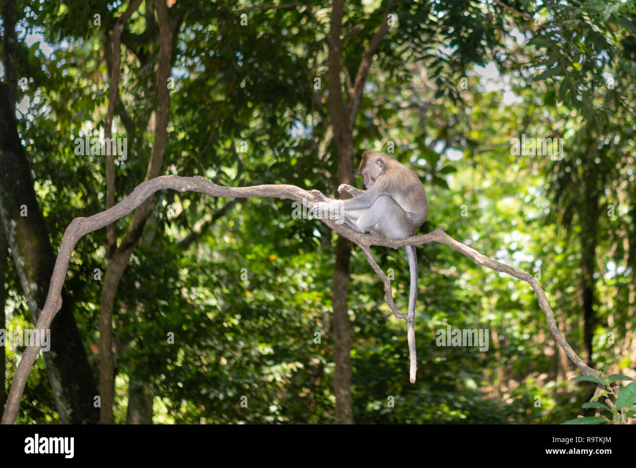 Portrait d'un petit Long-Tailed singe dans la forêt des singes sacrés à Ubud, Bali, Indonésie Banque D'Images