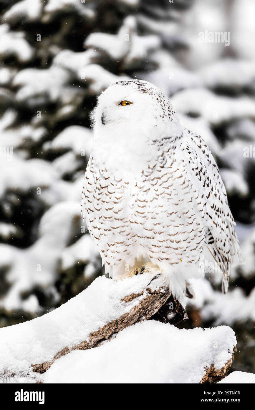 Bubo scandiacus Snowy Owl,, Manitoba, au Canada. Banque D'Images