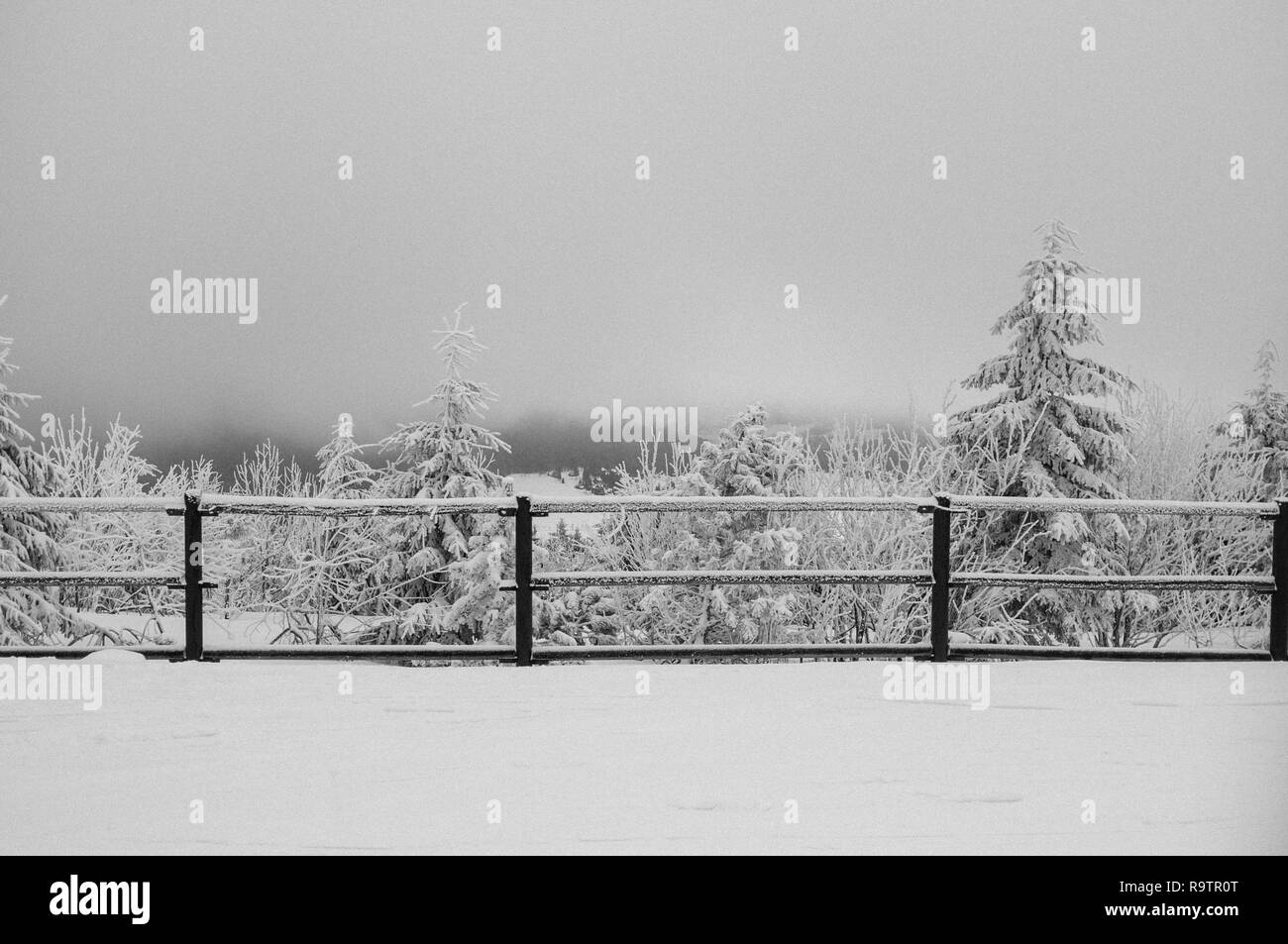 Sapins enneigés au ski run à oberwiesenthal, Saxe, Allemagne Banque D'Images