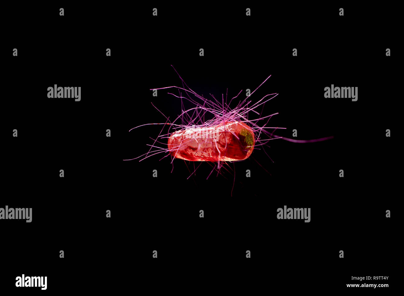 Escherichia coli, également connu sous le nom de bactéries E. Coli concept de sciences de la santé Banque D'Images