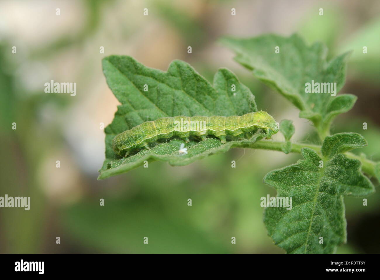 Chou blanc chenille de papillon sur la feuille d'une plante de tomate. Banque D'Images