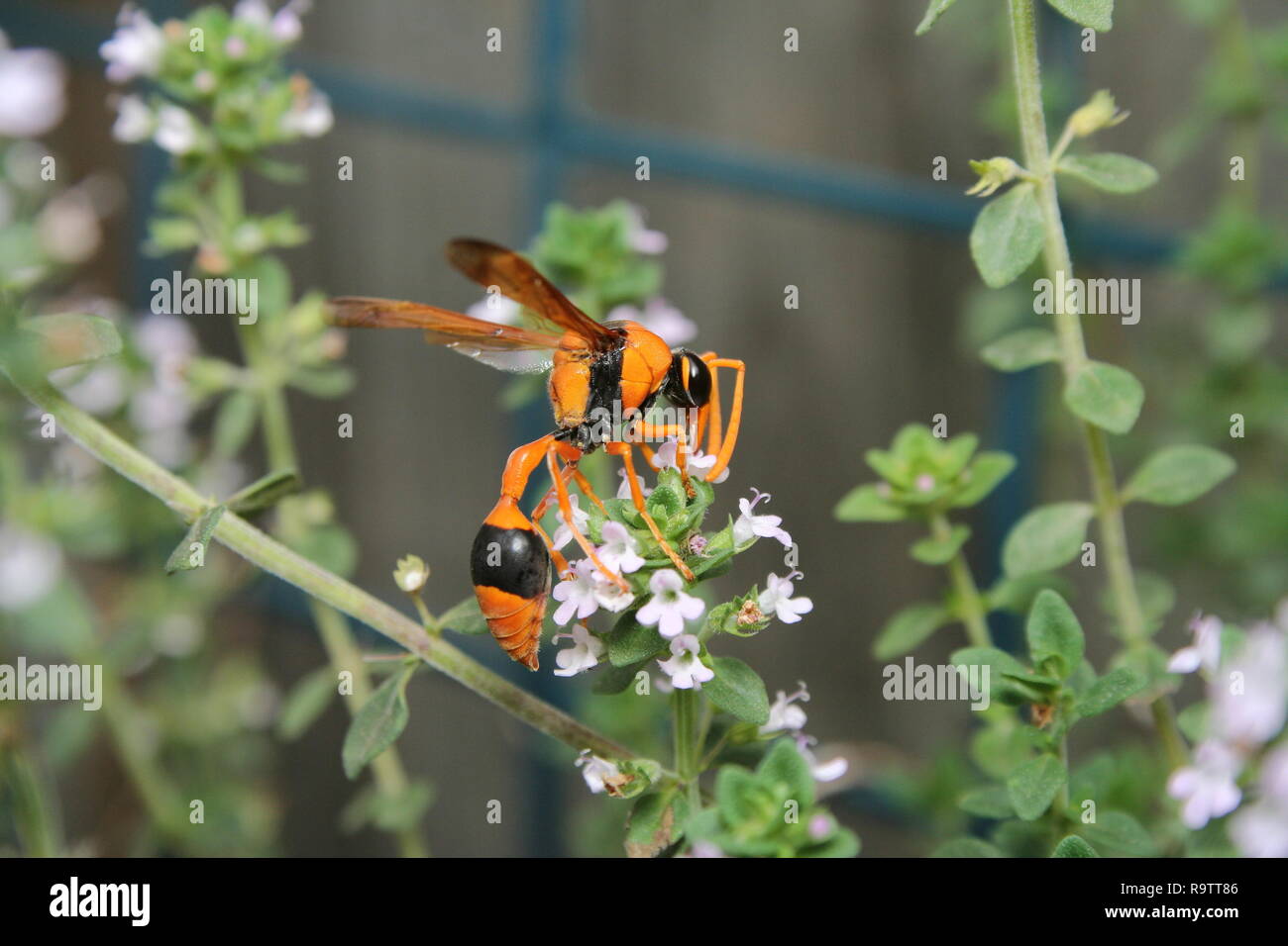 Potter orange 'Wasp Eumenes latreilli' Banque D'Images