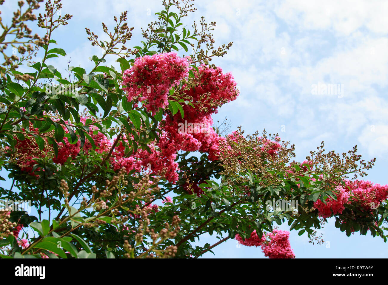 Myrte De Crêpe Rose Vif Arbre En Fleur Banque Dimages