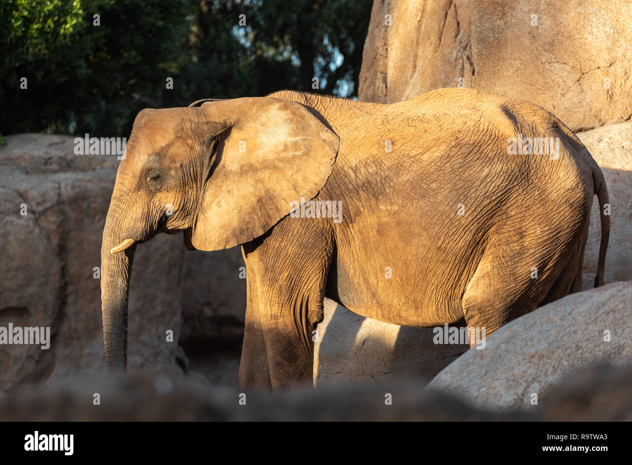 Les animaux sauvages d'Afrique dans un zoo Banque D'Images