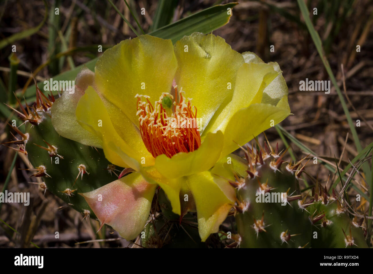 Fleur de cactus jaune à fleurs Great Sandhills en Saskatchewan, Canada, une zone protégée cru riche en pétrole et gaz naturel. Banque D'Images