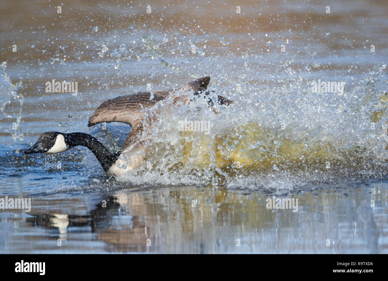 Bernache du Canada dans toute l'eau plashes car il bénéficie d'une baignoire en étang dans le sud de l'Alberta, Canada. La bernache du Canada est un gros oiseau avec de grandes ailes. Banque D'Images
