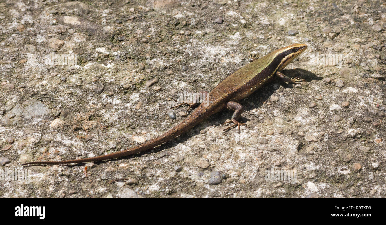 Long, mince reptile, le lézard, soleil et chaleur en bénéficie d'Baguio, Philippines : Voyage, tourisme, les Philippines, d'animaux, de reptiles, d'animaux sauvages. Banque D'Images