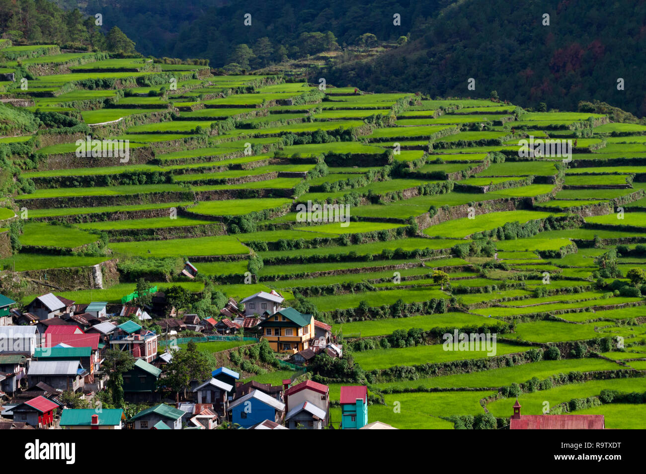 Les terrasses de riz de Banaue Aux Philippines, où les agriculteurs utilisent des terrasses pour produire des récoltes. Terrasses de riz parfois appelé huitième merveille du monde. Banque D'Images