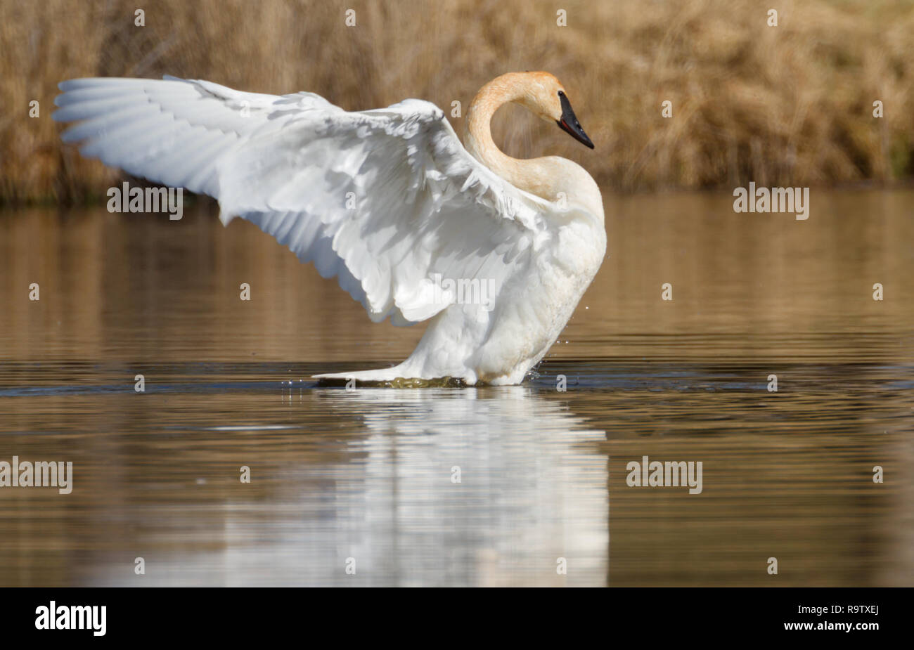 Superbe grand volets Le cygne les ailes sur un étang en Alberta, Canada Banque D'Images